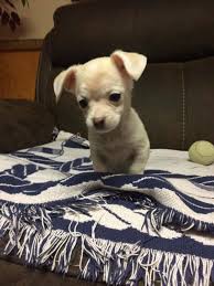 Due to the fact the jack russell chihuahua mix is a hybrid dog, they are not recognized by any major kennel clubs, including the american kennel club (akc). Chihuahua Jack Russell Litter 30 09 2016 Puppy Id 517 Paradise Puppies
