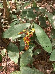 Image result for Campylospermum