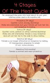 The Four Stages Of Your Dog S Heat Cycle Proestrus Estrus Diestrus And Anestrus Dog In Heat Dog Heat Cycle Female Dog In Heat