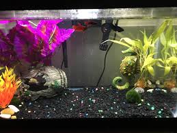Betta Sorority Tank I Set Up 2 Weeks Ago No Aggression So 1 For Me Betta Fish Tank Sorority Tank Betta Tank