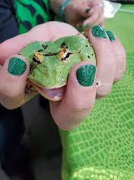 Pin On Little Critters Pet Shop The Events