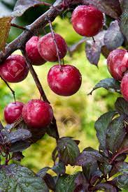 Prunus cerasifera nigra / purple leaf cherry plum tree grown peat free 6ft. A Bunch Of Fruit On The Branches Of A Purple Leaf Plum Tree Stock Photo Picture And Royalty Free Image Image 12337828
