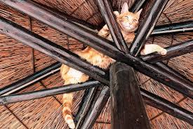 Because tabby cats are outgoing and interactive, they are usually perceived to be affectionate especially so with orange tabby cats. 9 Fun Facts About Orange Tabby Cats The Purrington Post