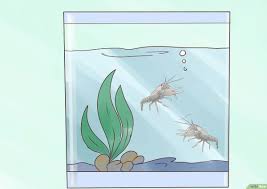 Jenis ikan sendiri sangat banyak, baik ikan air tawar, air laut, serta ikan air payau. Cara Menangkap Lobster Air Tawar 11 Langkah Dengan Gambar