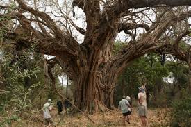 Image result for Ficus ingens