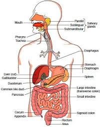 Organs Of The Digestive Tract Human Digestive System Human Body Organs Digestive System Diagram