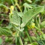 Image result for Physalis viscosa