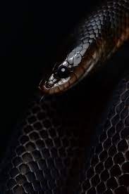 Mussurana By Mehelya On 500px Snake Wallpaper Black Mamba Snake Mamba Snake