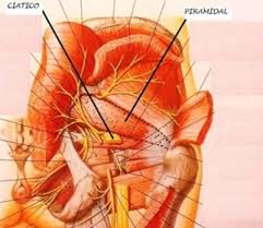 Maybe you would like to learn more about one of these? Sindrome Piramidal Blogs Quironsalud