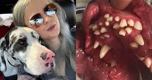 เจ้าของอึ้ง! เกรทเดนมีภาวะฟันเกิน 70 ซี่ ค่ารักษาร่วม 2 หมื่นบาท