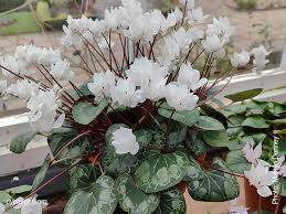 Image result for Cyclamen parviflorum