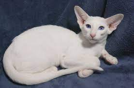 When the oriental shorthair was accepted for championship status in 1977, it rapidly with the clear white underside, legs, and chest, these distinctly marked members of this breed have already. Azorez Bianca Snow Angel Blue Eyed White Oriental Shorthair Looking For A Kitten Conact Me Via Facebook Or Messenger Or Email Azorezcats Gmail Com Katt