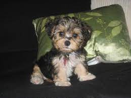 Indianapolis indiana pets and animals 300 $. Past Puppies Seiberts Kennel Yorkie Poo Puppies Puppies Baby Animals