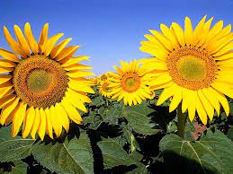 Health Benefits Of Rose Water And Flower Water Sunflower Fields Sunflower Images Sunflower Wallpaper