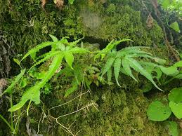 Image result for Pteris auquieri