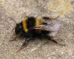 Image result for Bombus lucorum