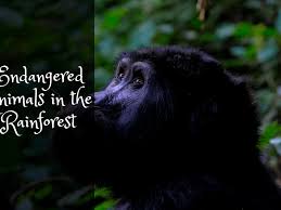 Interestingly, this region is hugely oozing with biodiversity as it contains more than half of the world's plant and animal species. Endangered Animals In The Rainforest Owlcation Education
