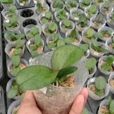 Cara merawat anggrek vanda agar cepat berbunga. 12 Cara Merawat Bunga Anggrek Agar Cepat Berbunga Lebat Tips Petani