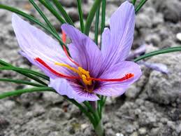 En général, entre 3 à 10 kg de safran/hectare. Crocus Sativus Cultivez Votre Safran