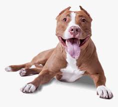 5x7 red brown pit bull happy birthday greeting card red nose pitbull pittie pibble fast shipping. Pitbull Rednose Hd Png Download Transparent Png Image Pngitem