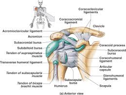 Diagram of shoulder anatomy showing the acromioclavicular (ac) articulation and glenohumeral flexion of the shoulder joint occurs when the humerus (upper arm) moves forwards from the rest of. Bursa And Ligament Of The Anterior Shoulder Shoulder Anatomy Joints Anatomy Shoulder Joint