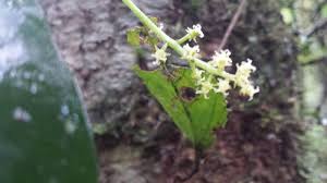 Image result for Thecacoris trichogyne