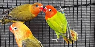 Jangan lupa untuk selalu mengganti air minum di. 8 Makanan Lovebird Murah Dan Lengkap Beri Pakan Terbaik Agar Burung Tetap Sehat Merdeka Com