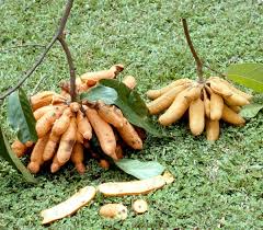 Image result for Uvaria angolensis