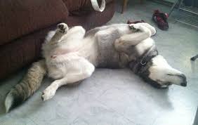 Husky Sleeping On Floor Sleeping Dogs Dog Sleeping Positions Husky Lover