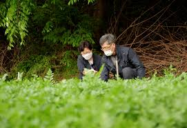 A species of water dropwort, minari, also known as korean watercress, water celery, water parsley, or java water dropwort, is a vegetable found in temperate and tropical climes across asia. That S My Story Oscar Winner Thrills S Korean Minari Farmers Reuters