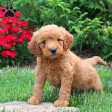 Mini Goldendoodle Puppies For Sale Greenfield Puppies Goldendoodle Puppy Mini Goldendoodle Puppies Goldendoodle Puppy For Sale