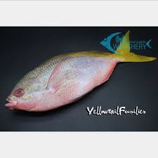 Ikan ekor kuning atau istilah asingnya yellow tail snapper adalah spesies ikan yang dominan ditemukan di sekitar terumbu karang, tetapi beberapa ditemukan juga di habitat lainnya. Jual Ikan Ekor Kuning Giling Bahan Baku Bakso Kota Denpasar Wifishery Tokopedia