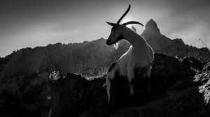 Please improve it by verifying the claims made and adding inline citations.statements consisting only of original research should be removed. Mountain Goat Wallpapers 1920x1080 384571 Cute Goats Goats Mountain Goat