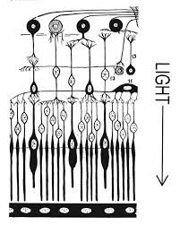 Retina contine aproximativ 130 milioane de celule fotosensibile conuri si bastonase. Scientia Ro Sistemul Vizual Retina