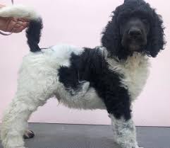 This is hank and he is available! Standard Parti Poodle For Sale In Bournemouth Dogsandpuppies Co Uk
