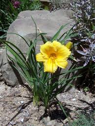 1 115 tykkäystä · 16 puhuu tästä. Caring For Stella D Oro Daylilies Learn How To Grow Stella D Oros