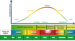 Les premiers résultats ont confirmé ceux dont morris et ses collaborateurs avaient fait état dans le passé. Les Besoins Du Mais Semences De France