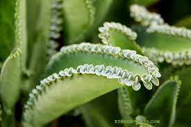 We did not find results for: Pembiakan Vegetatif Dalam Tumbuhan Berbunga
