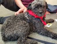 Read to a Dog @ North Branch 2
