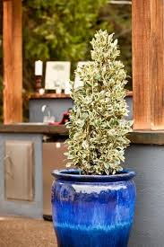 Image result for Euonymus