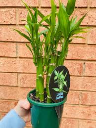 Image result for Dracaena sanderiana
