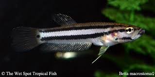 Bettas Betta Macrostoma Female Betta Tropical Fish Fish