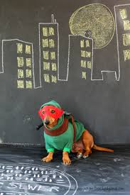 At an early age, he was brought to the mystery inc. Pet Clothing Accessories Shoes Ninja Turtles Scoobydo Scooby Doo Bandana Boy Dog Bandana Jinkies Cowabunga Ninja Turtles Bandana Ninja Turtles Scooby Doo Dog Pet Accessories