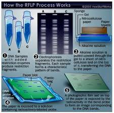 Dna review work answer key. Genetic Fingerprinting A Level Biology Revision Notes