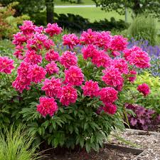 Native to the mediterranean and north america, sea thrift tolerates salt spray and grows from 6 to 12 inches tall. Photo Essay 22 Tall Perennials To Help Your Garden Rise Above Perennial Resource