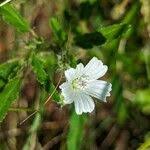 Image result for Monsonia angustifolia