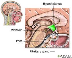 Pituitary Gland Meditation Height Increa - Is It Safe To Do | Practo Consult