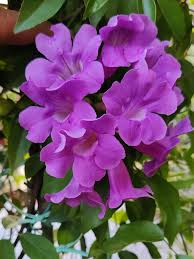 Image result for Bignonia callistegioides