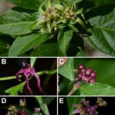 Image result for Faroa involucrata