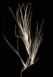 Image result for Aristida mollissima